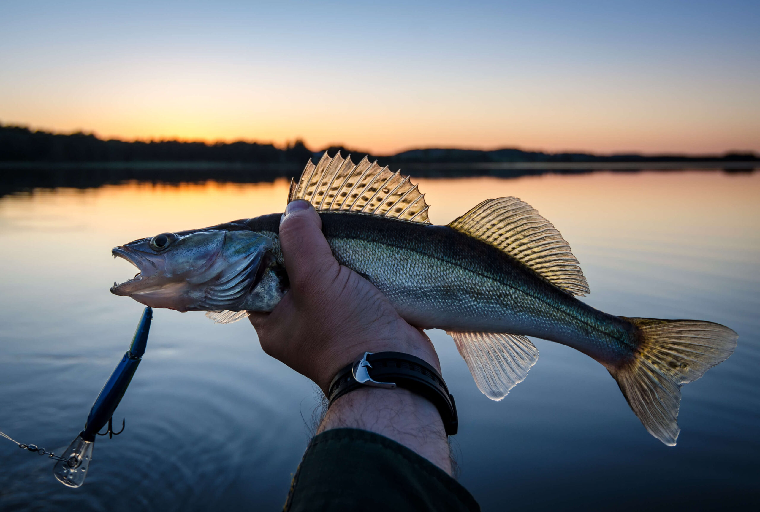 Walleye caught while fishing on the lake during sunset on the water. Walleye caught while fishing on the lake during sunset on the water.